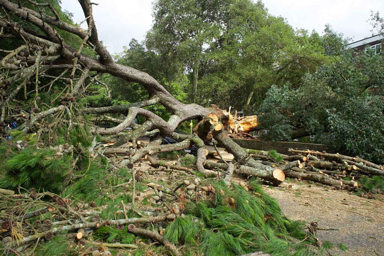 Best Dead Tree Removal  in Berlin, NH